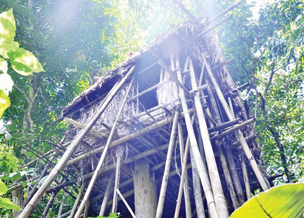 Người rừng hát ảnh 1