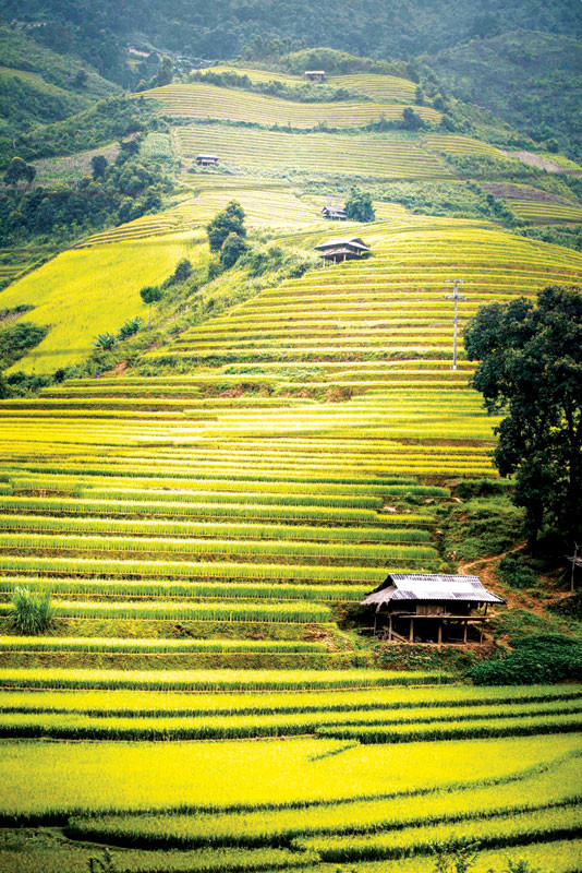 Mù Cang Chải mùa lúa chín ảnh 2