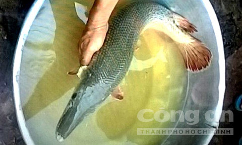 Đồng Tháp: Người dân liên tục bắt được cá lạ ảnh 1