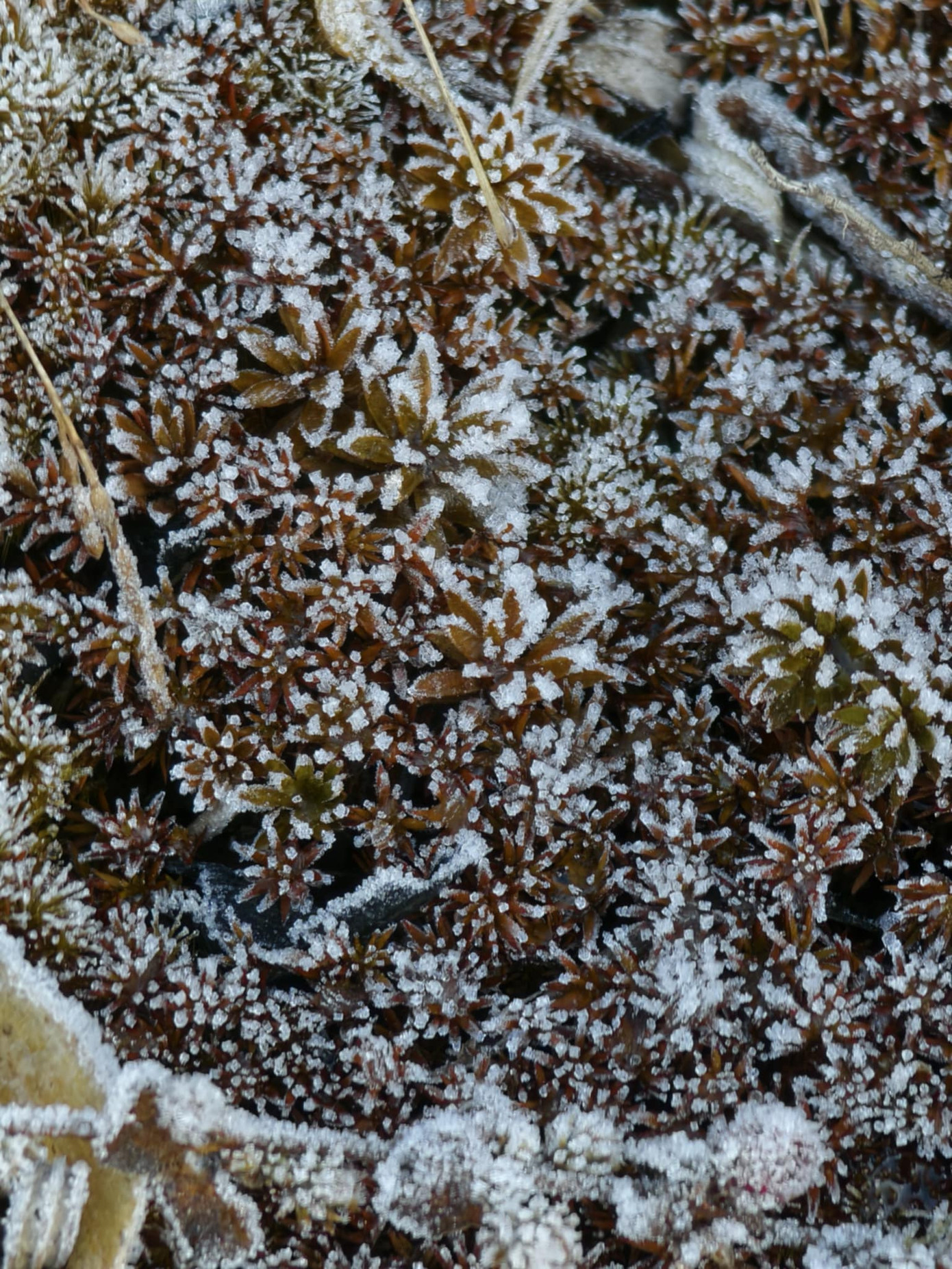 Hình ảnh băng đọng ở ngọn cỏ, cành cây được nhiếp ảnh gia Thái Bình ghi lại trên đường chinh phục đỉnh Lảo Thẩn. Ảnh: Nguyễn Trọng Cung. Hình ảnh băng đọng ở ngọn cỏ, cành cây được nhiếp ảnh gia Thái Bình ghi lại trên đường chinh phục đỉnh Lảo Thẩn. Ảnh: Nguyễn Trọng Cung.