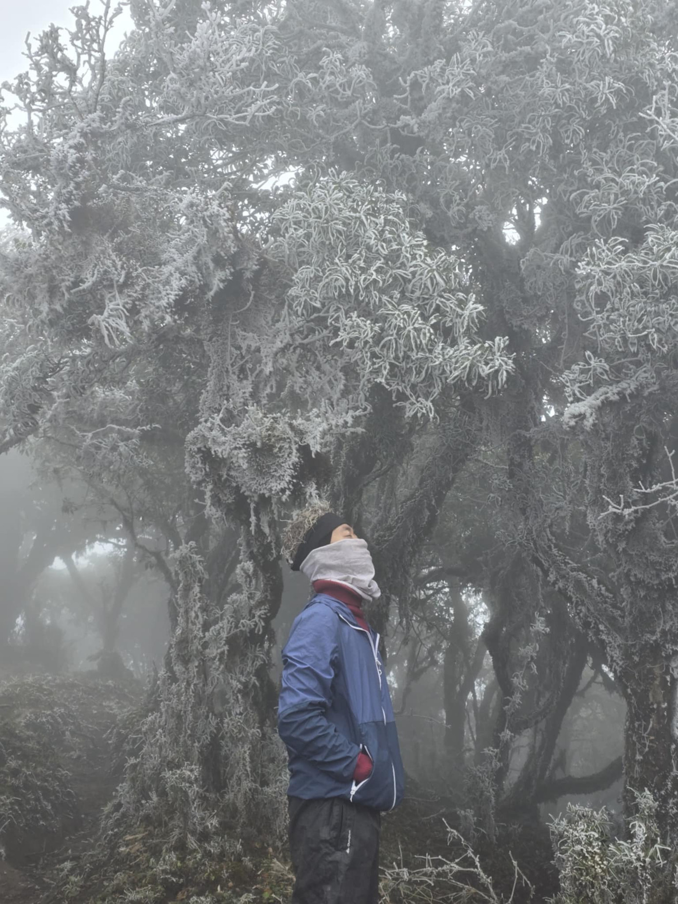 Tùng Lâm (ngoài cùng bên trái) cùng nhóm khách check-in khu rừng đầy băng trên đỉnh núi Kỳ Quan San. Ảnh: Lam Steven. Tùng Lâm (ngoài cùng bên trái) cùng nhóm khách check-in khu rừng đầy băng trên đỉnh núi Kỳ Quan San. Ảnh: Lam Steven.