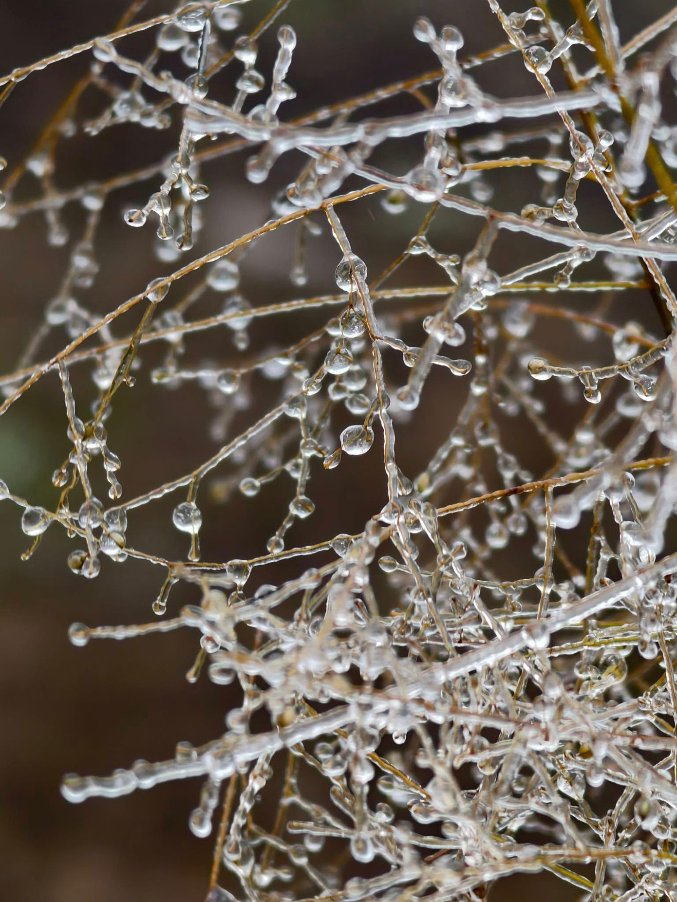Hình ảnh băng đọng ở ngọn cỏ, cành cây được nhiếp ảnh gia Thái Bình ghi lại trên đường chinh phục đỉnh Lảo Thẩn. Ảnh: Nguyễn Trọng Cung. Hình ảnh băng đọng ở ngọn cỏ, cành cây được nhiếp ảnh gia Thái Bình ghi lại trên đường chinh phục đỉnh Lảo Thẩn. Ảnh: Nguyễn Trọng Cung.