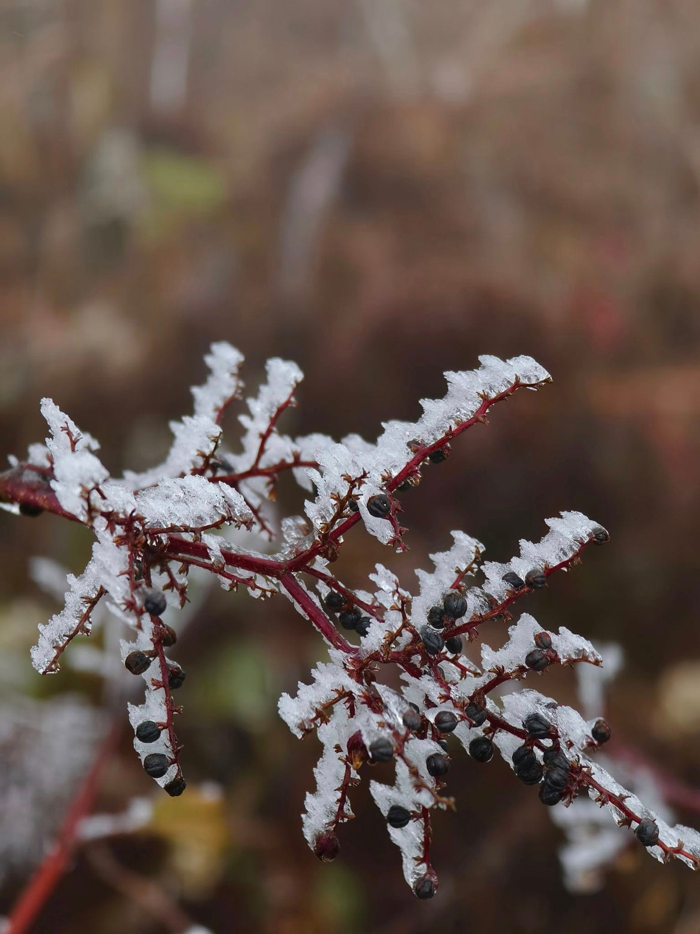 Hình ảnh băng đọng ở ngọn cỏ, cành cây được nhiếp ảnh gia Thái Bình ghi lại trên đường chinh phục đỉnh Lảo Thẩn. Ảnh: Nguyễn Trọng Cung. Hình ảnh băng đọng ở ngọn cỏ, cành cây được nhiếp ảnh gia Thái Bình ghi lại trên đường chinh phục đỉnh Lảo Thẩn. Ảnh: Nguyễn Trọng Cung.