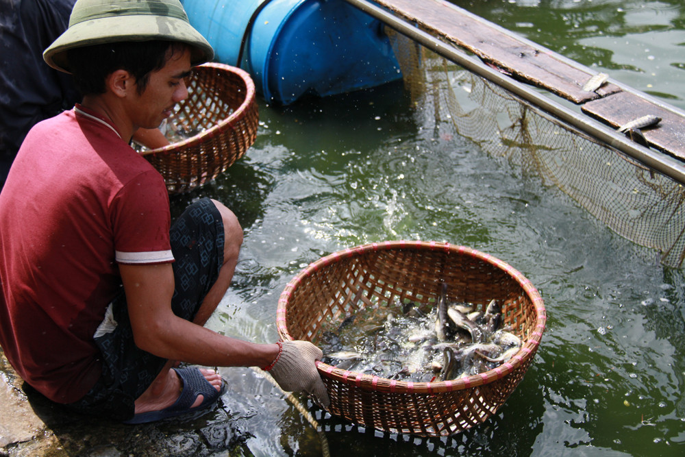 Một rổ cá đã được lựa chọn. Ảnh: Trường Phong