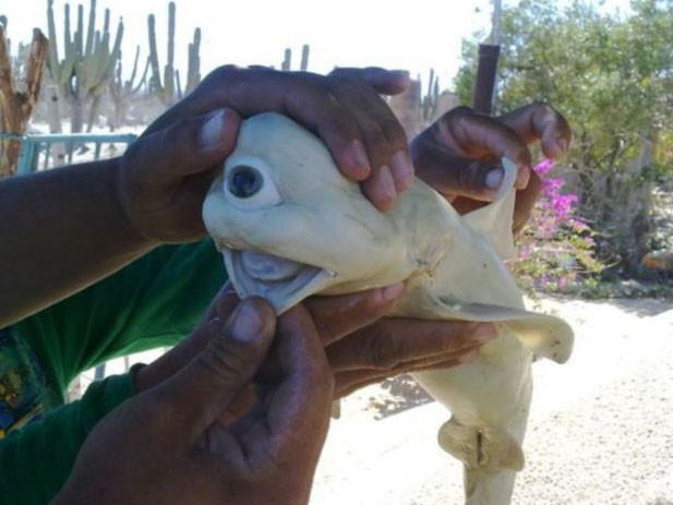 Cá mập “dị dạng” được phát hiện ở vùng đảo Cerralvo( Mexico) không lỗ mũi, xương sống biến dạng, màu bạch tạng và chỉ có một mắt