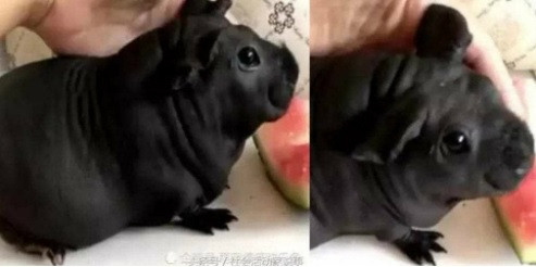 Mua nhầm con dúi, không phải là chó con