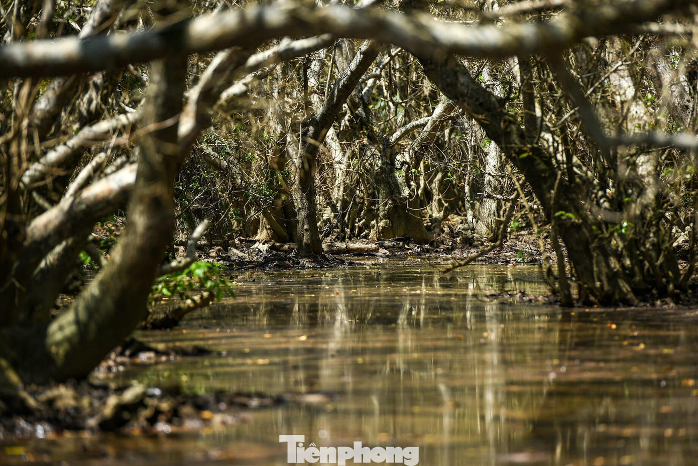 Nằm cách trung tâm thành phố Huế khoảng 15 km về phía Đông, Rú Chá là địa điểm thu hút hàng trăm nhiếp ảnh gia trên cả nước đổ về sáng tác mỗi dịp cuối thu. Với những người yêu thích vẻ đẹp hoang sơ, nguyên bản của tự nhiên, không thể không xiêu lòng với cảnh vật nơi đây.