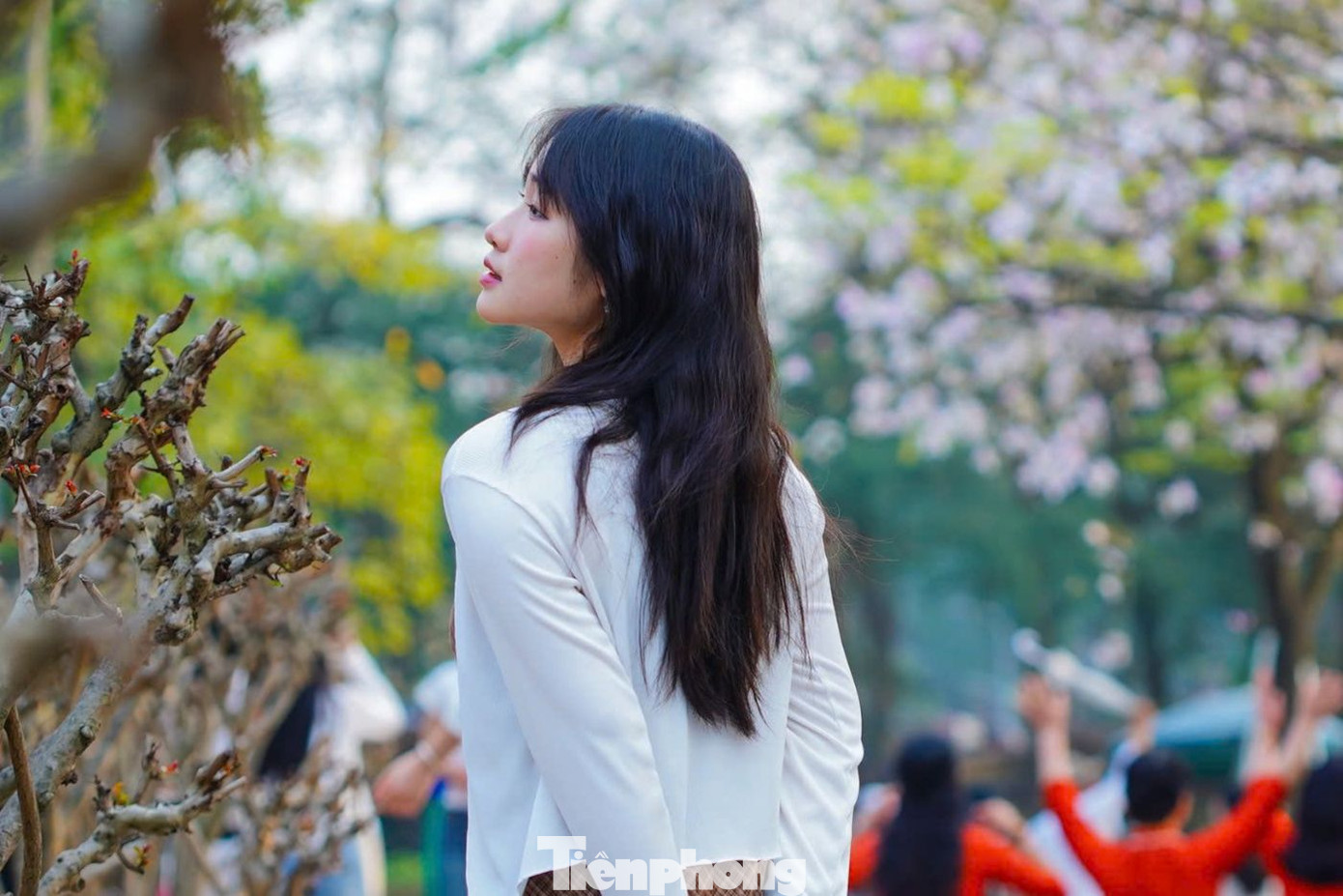 Hoa ban nở ở tầm cao, lượng người đông đúc, khiến việc tìm góc chụp ưng ý là điều không dễ dàng. "Tôi thấy trên mạng xã hội, mọi người chụp ảnh với hoa ban rất xinh, nên cũng muốn có những bức ảnh nên thơ như vậy. Tuy nhiên, khu vực này khá đông, hoa nở cao khiến việc bắt góc, chụp ảnh khá khăn", một người dân cho biết.