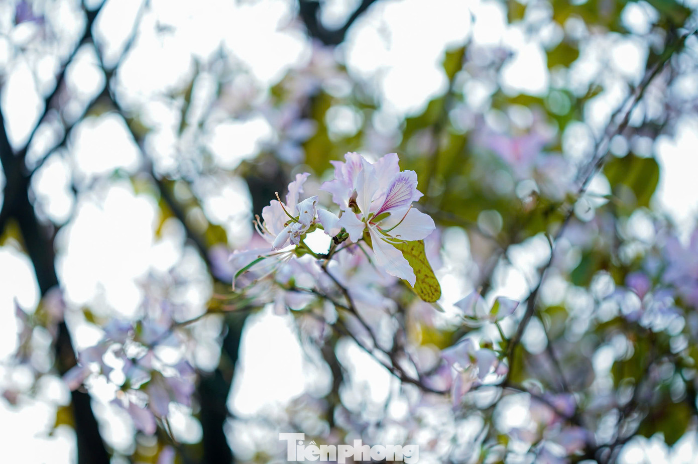 Sắc trắng tím của hoa ban ngập tràn đường phố thu hút đông đảo người dân và du khách đến check-in.