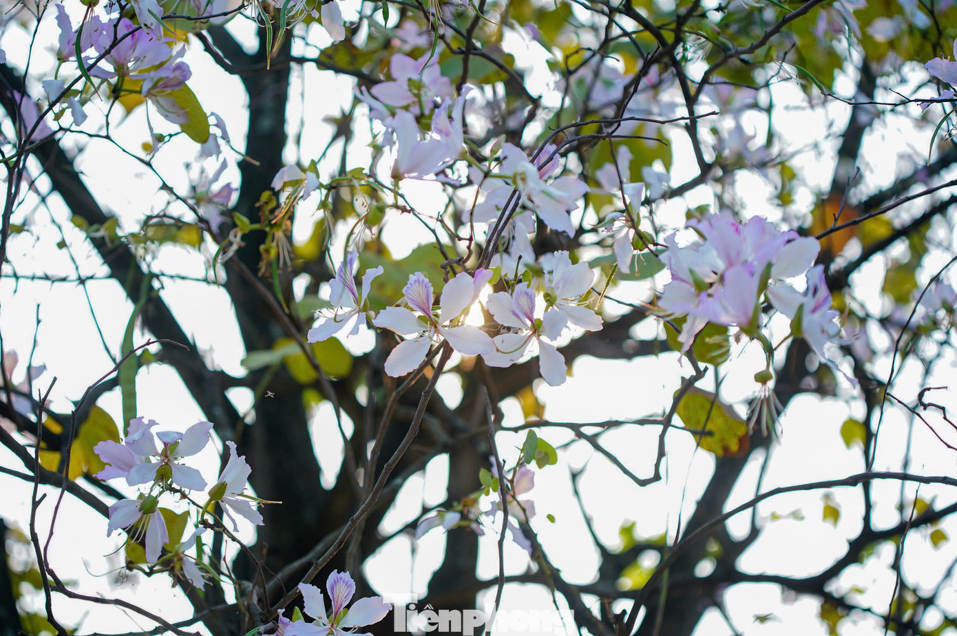 Sắc trắng tím của hoa ban ngập tràn đường phố thu hút đông đảo người dân và du khách đến check-in.