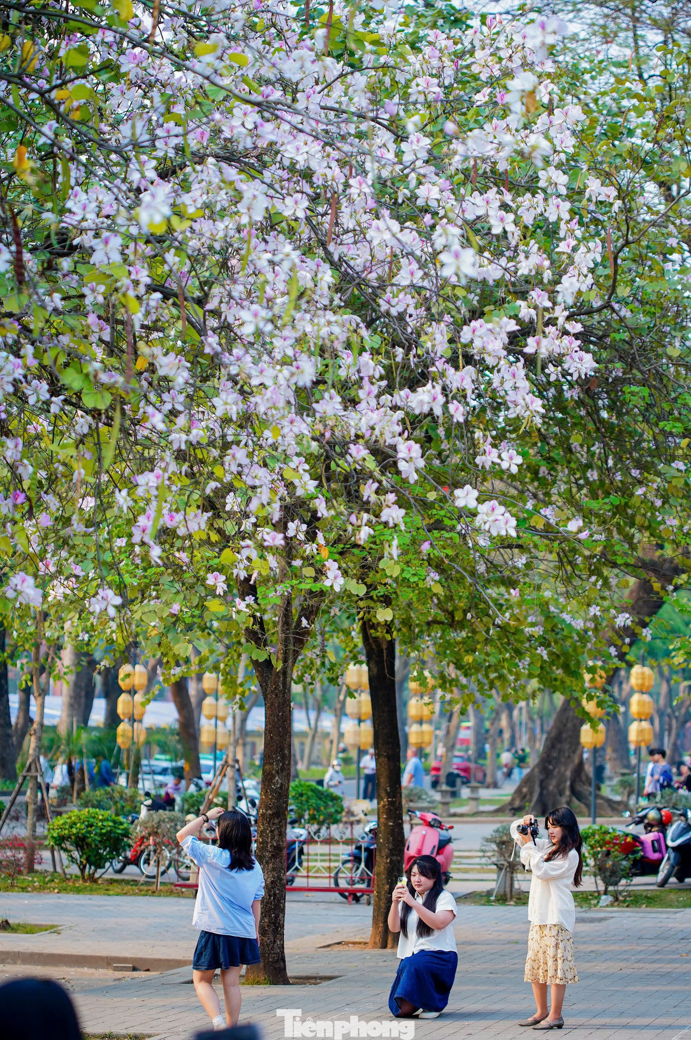 Dịp này, những chùm hoa ban trắng xòe cánh tinh khôi hay hồng tím nhẹ nhàng khoe vẻ đẹp thanh tao, thơ mộng cùng mùi hương thơm quyến rũ ngây ngất.
