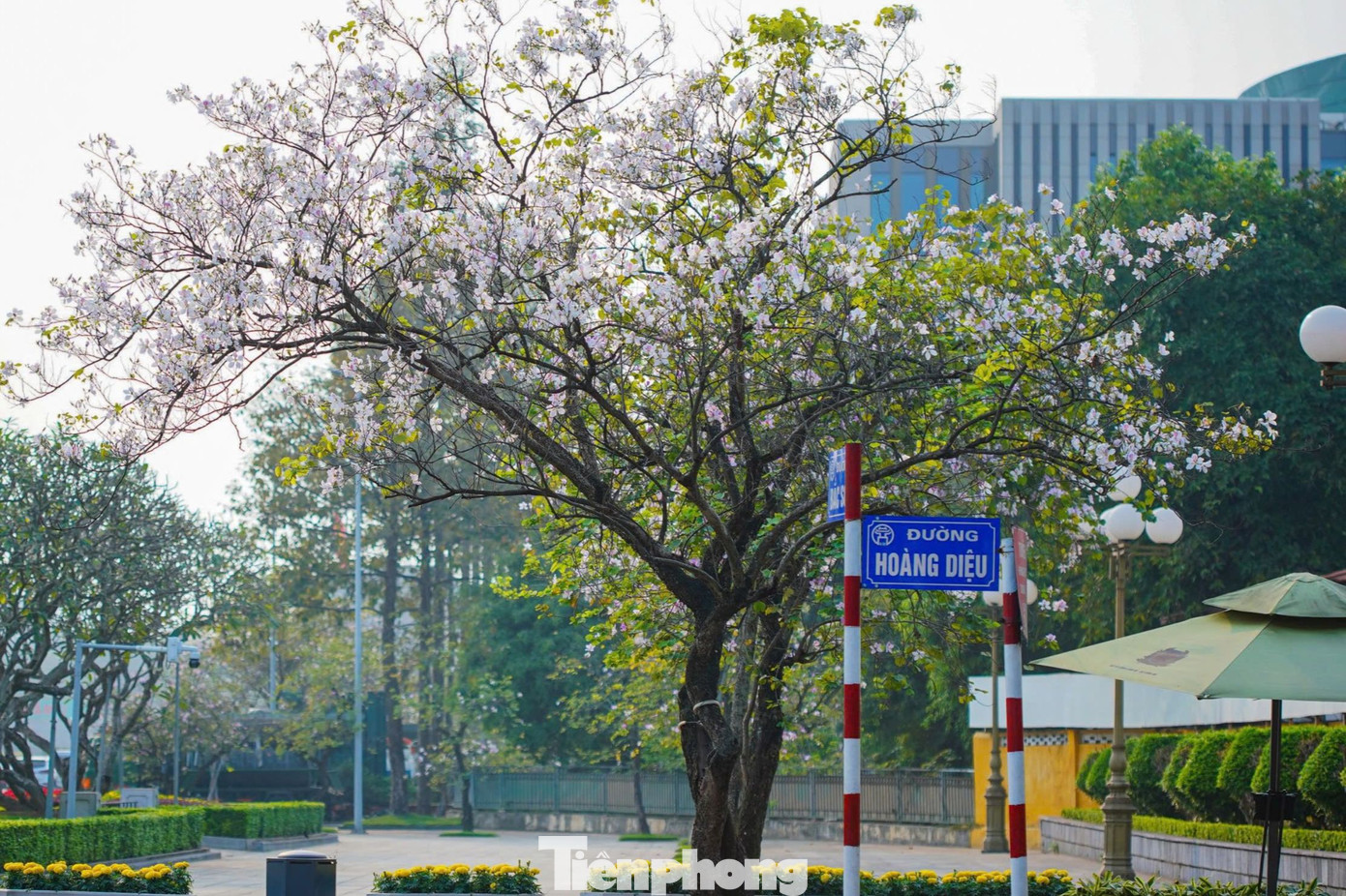Khoảng tháng 2, 3 hàng năm, hoa ban nở, phủ kín khu vực đường Hoàng Diệu, Bắc Sơn, tạo nên một cảnh sắc thơ mộng, lãng mạn cho Thủ đô Hà Nội.