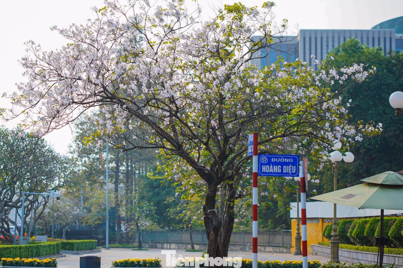 Khoảng tháng 2, 3 hàng năm, hoa ban nở, phủ kín khu vực đường Hoàng Diệu, Bắc Sơn, tạo nên một cảnh sắc thơ mộng, lãng mạn cho Thủ đô Hà Nội.
