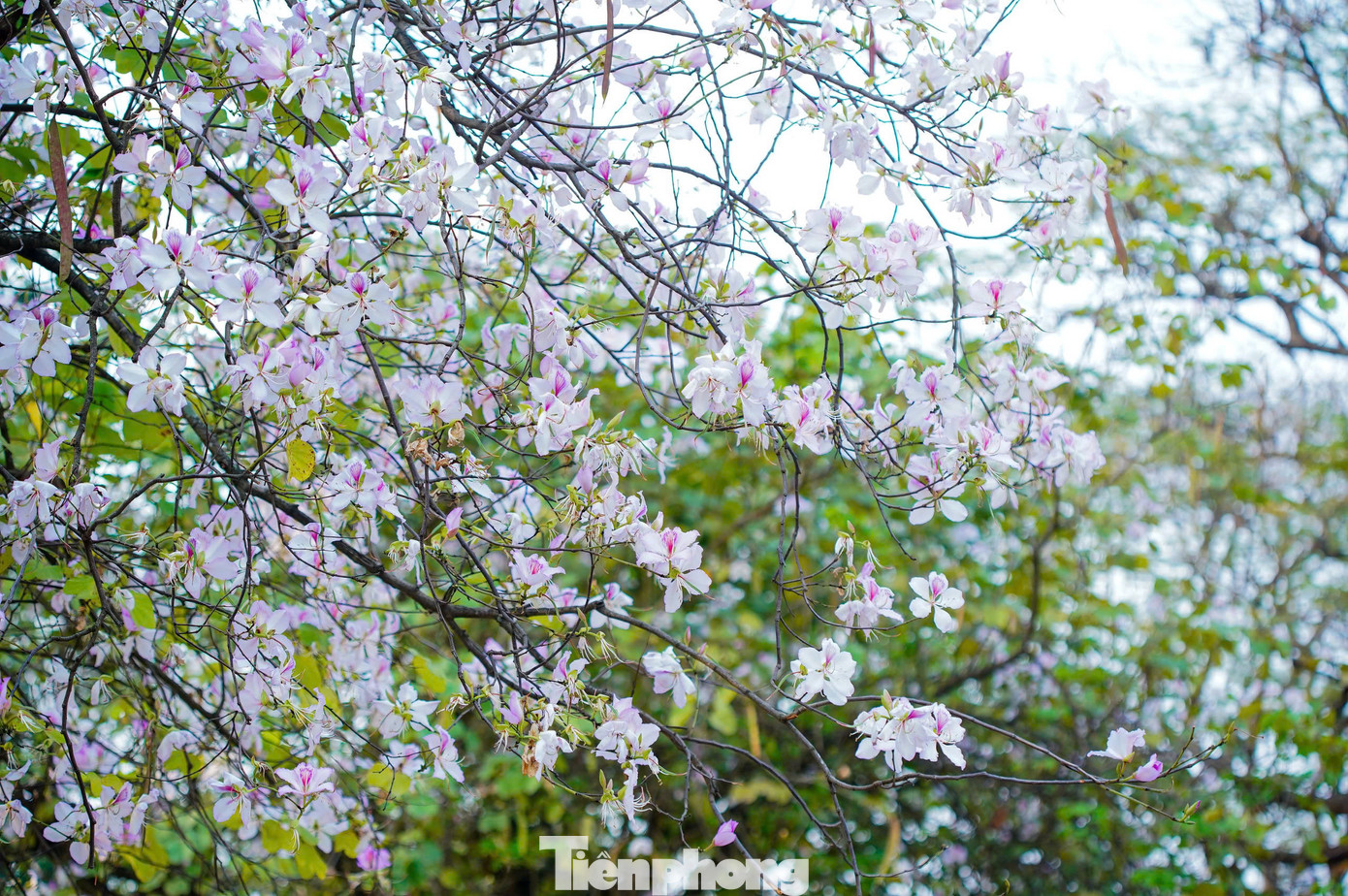 Hoa ban có năm cánh xòe thành hình quạt, với nhiều sắc màu như tím, trắng, đỏ, nhưng phổ biến nhất vẫn là màu trắng, tím.