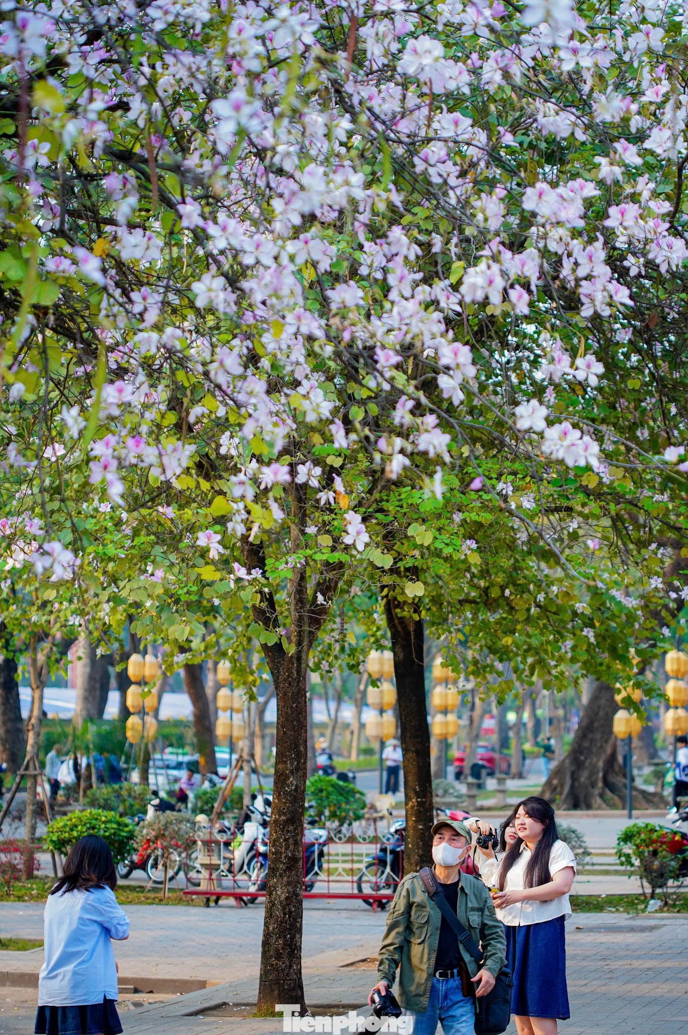 Dịp này, những chùm hoa ban trắng xòe cánh tinh khôi hay hồng tím nhẹ nhàng khoe vẻ đẹp thanh tao, thơ mộng cùng mùi hương thơm quyến rũ ngây ngất.