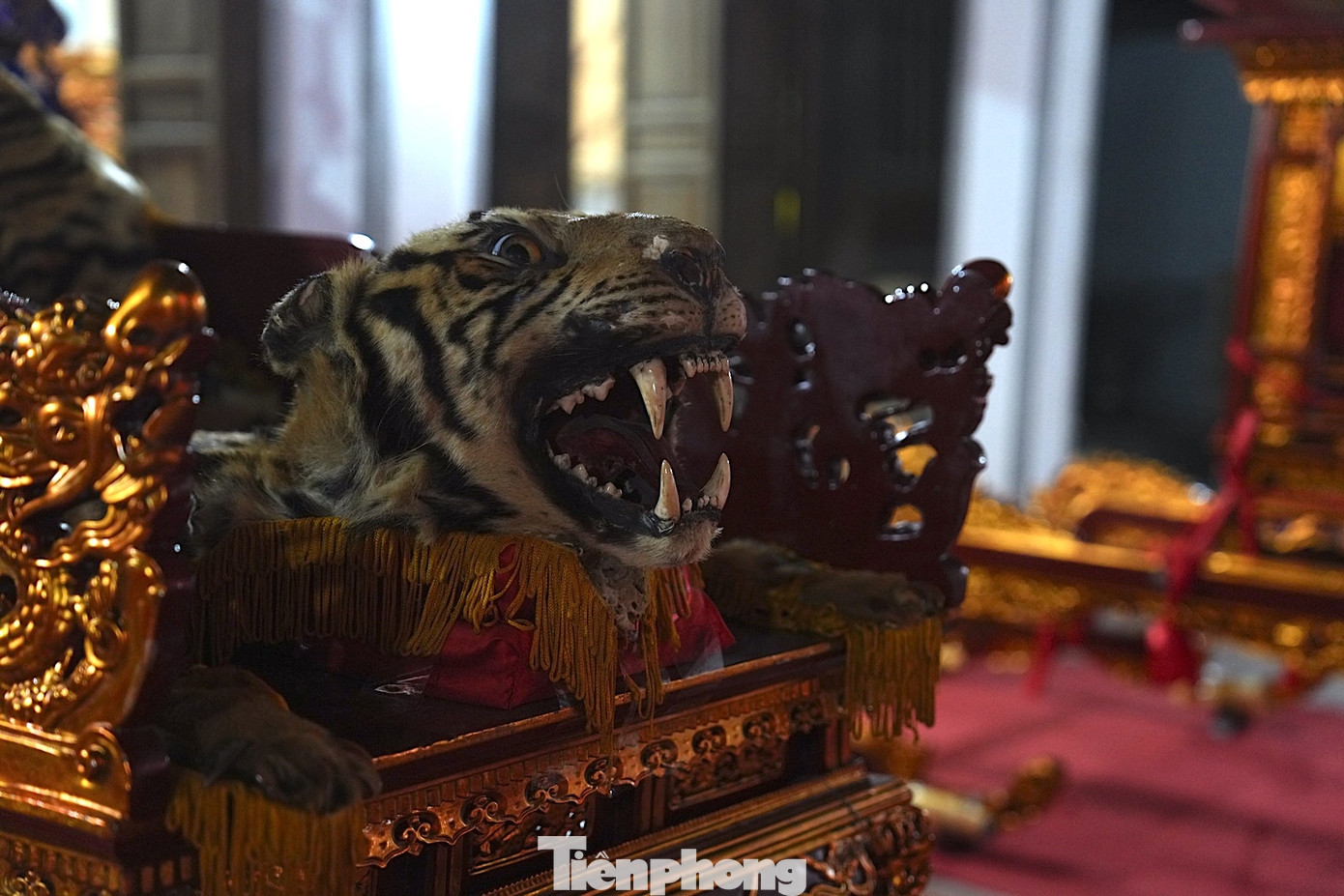 Ông Bạch Hồng Hiếu cho biết bộ da hổ thật được BTC lễ hội bảo tốt qua từng mùa lễ hội. "Lễ đánh biệt được thực hiện theo tích về Thành hoàng Đương Cảnh Công đánh hổ bảo vệ làng. Đây cũng là nghi lễ tượng trưng cho sức mạnh, sức khỏe của dân làng", ông Bạch Hồng Hiếu nêu.