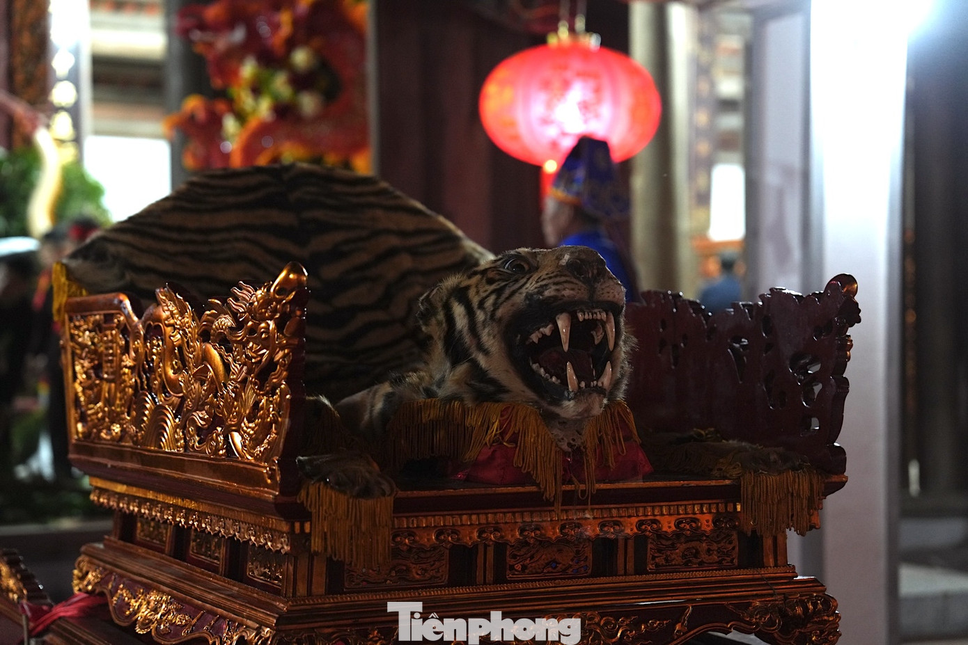 Đến lúc này, nghi lễ đánh hổ chính thức khép lại. Ngoài sân, BTC đã chuẩn bị đầu và da một con hổ thật được đặt sẵn trên kiệu để sẵn sàng cho màn rước kiệu.