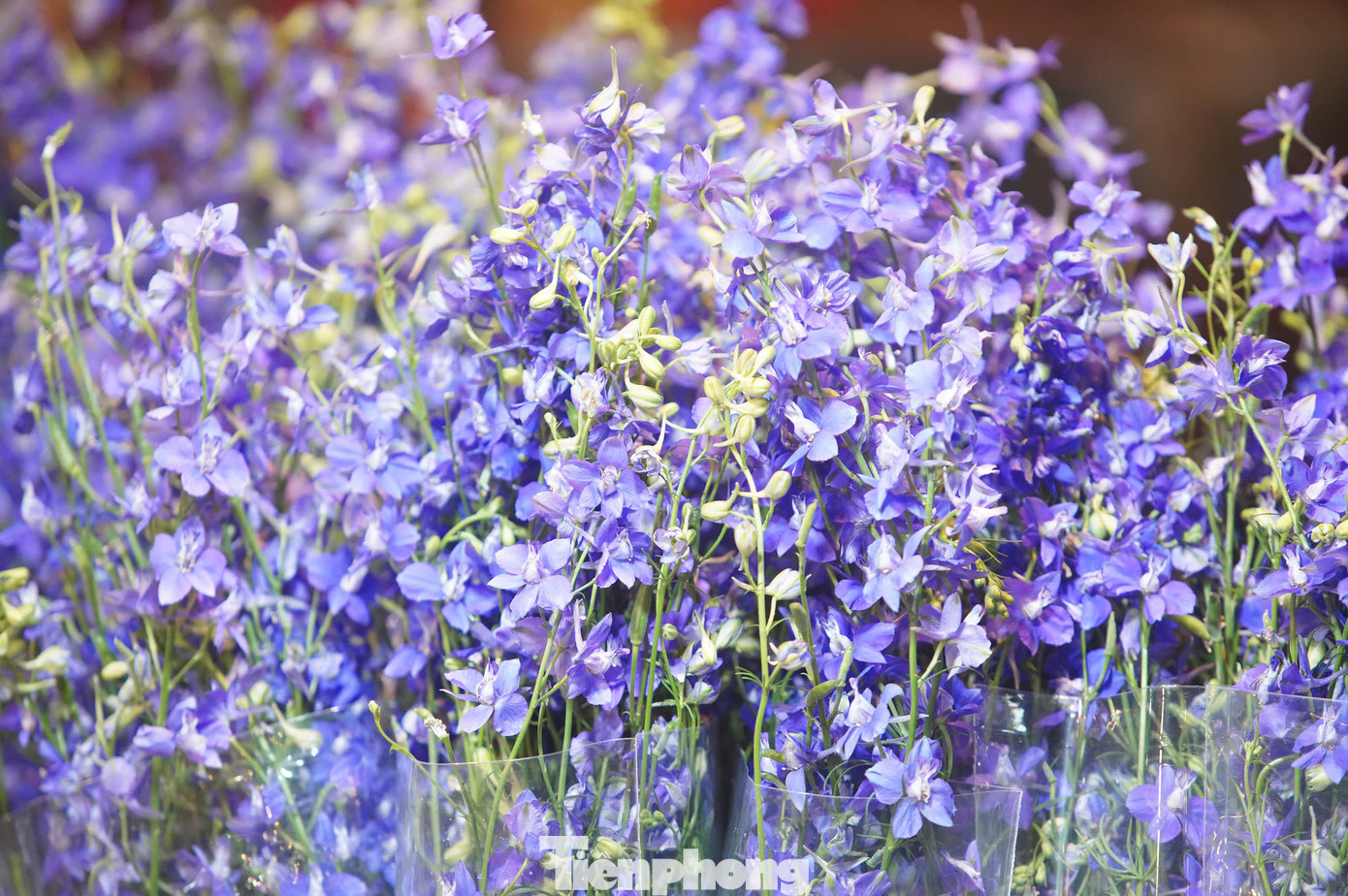 Nguồn cung hoa năm nay khá dồi dào, mỗi loại hoa được lấy từ các nguồn khác nhau. Hoa đào nhập từ Nhật Tân, cúc từ làng hoa Tây Tựu, các loại tulip và hoa lan từ Mộc Châu, Đà Lạt, hoa ly, đồng tiền, lay ơn từ các vùng Mê Linh, Đông Anh, Gia Lâm, Phúc Yên…