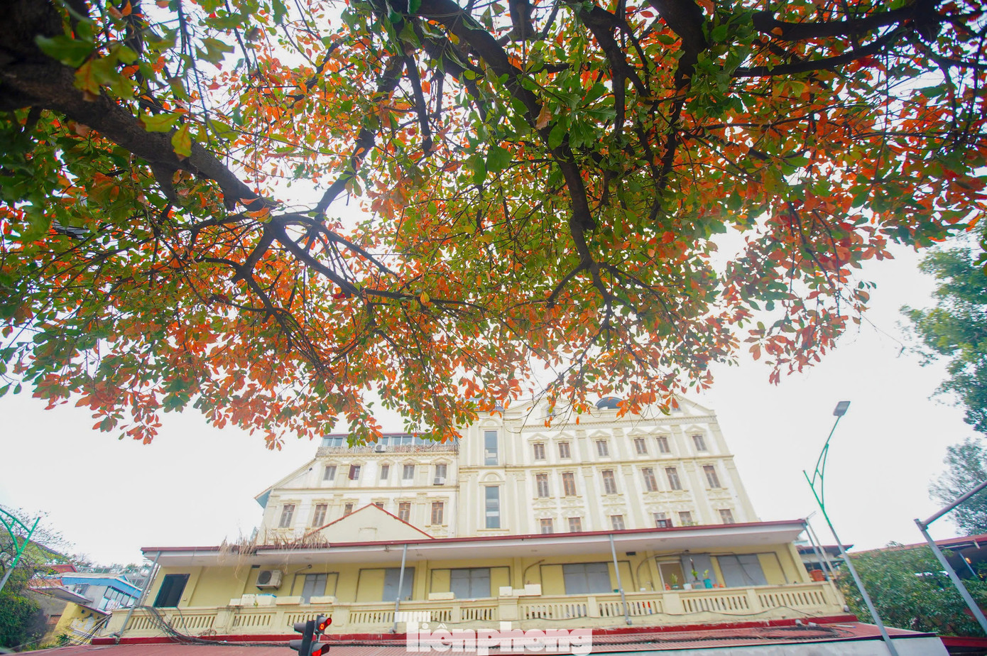 Màu lá đỏ chỉ kéo dài khoảng một tuần nên mọi người phải nhanh chóng đến chụp ảnh trước khi lá đổi màu sang xanh. Đây cũng là lý do khiến nhiều người dù phải đợi chờ, xếp hàng rất lâu cũng không bỏ về.