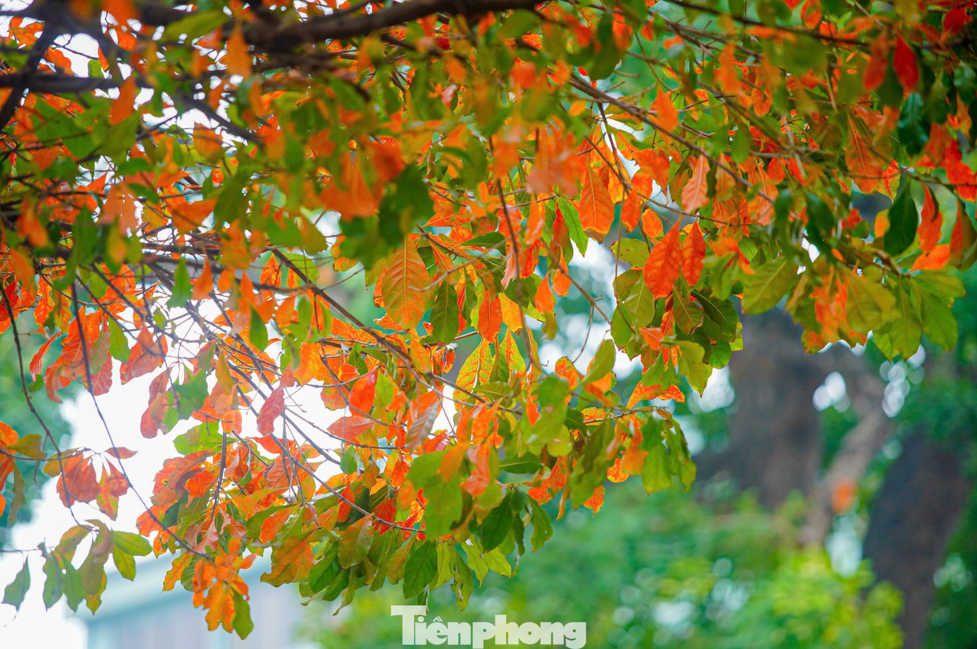 Màu lá đỏ chỉ kéo dài khoảng một tuần nên mọi người phải nhanh chóng đến chụp ảnh trước khi lá đổi màu sang xanh. Đây cũng là lý do khiến nhiều người dù phải đợi chờ, xếp hàng rất lâu cũng không bỏ về.