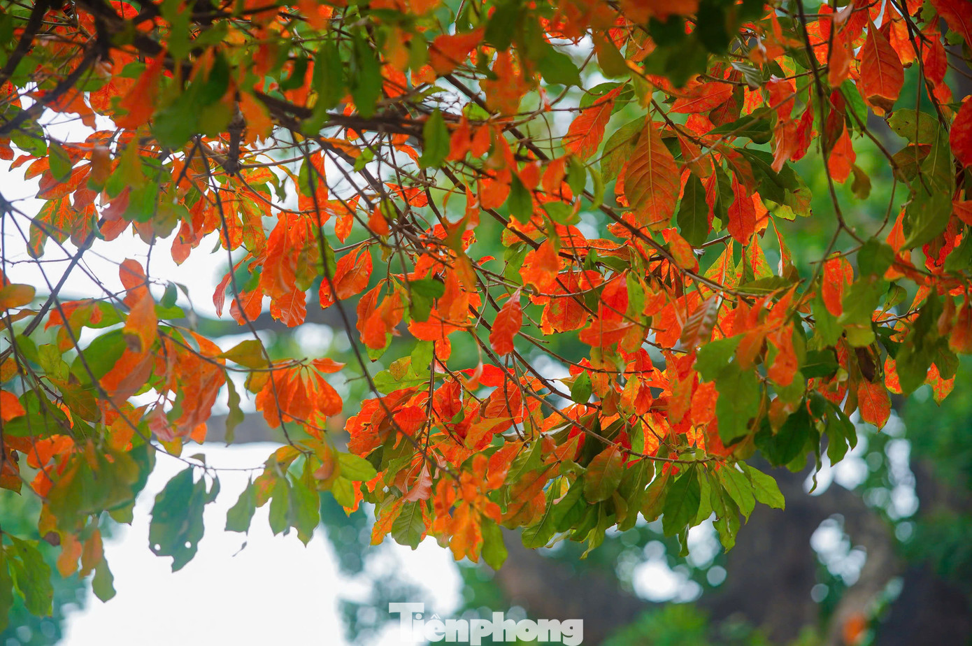 Màu lá đỏ chỉ kéo dài khoảng một tuần nên mọi người phải nhanh chóng đến chụp ảnh trước khi lá đổi màu sang xanh. Đây cũng là lý do khiến nhiều người dù phải đợi chờ, xếp hàng rất lâu cũng không bỏ về.