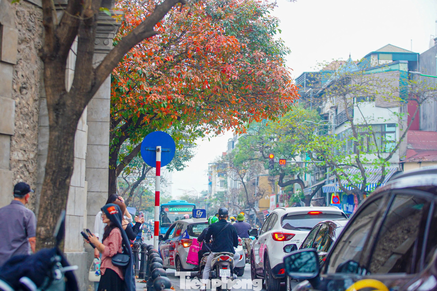 Thời gian lộc vừng thay lá vào khoảng tháng 3, lá sẽ ngả vàng rất nhanh, chỉ trong khoảng từ 2-3 ngày.