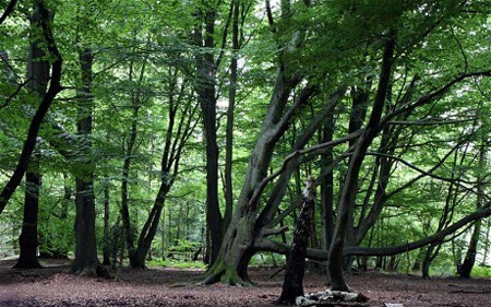 5. Hylophobia- sợ cây