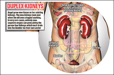8 điều chưa biết về ghép tạng