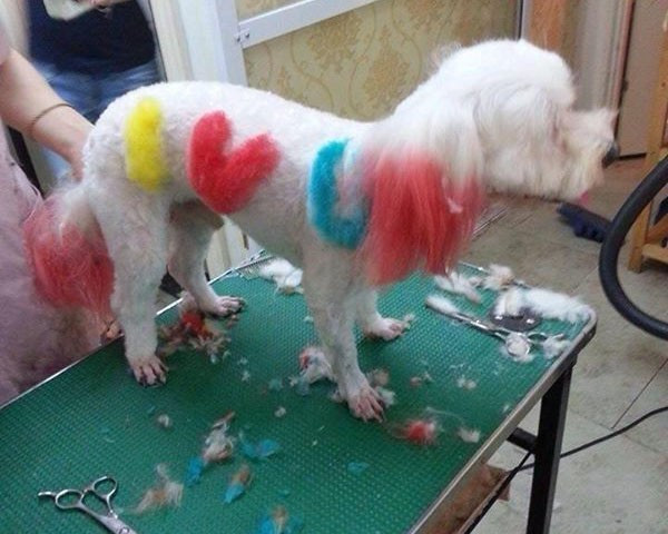 thu nhập, lá tre, thú cưng thu nhập, lá tre, thú cưng