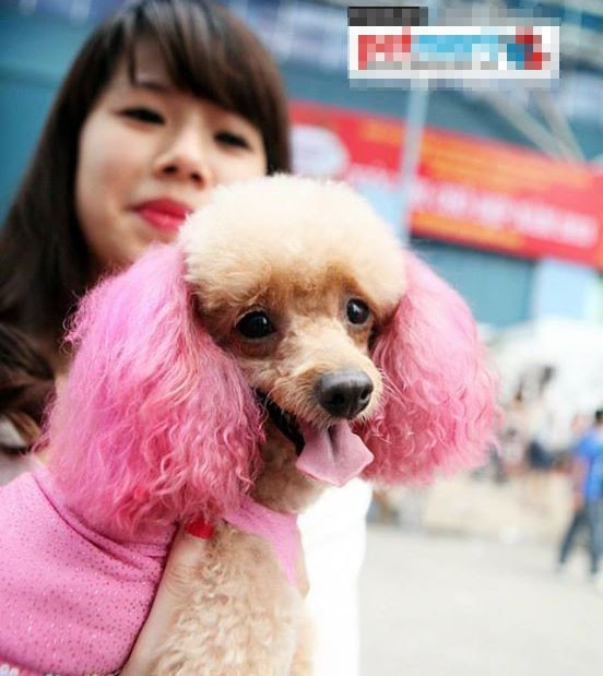 thu nhập, lá tre, thú cưng thu nhập, lá tre, thú cưng