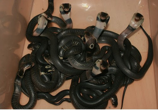 thu nhập, lá tre, thú cưng