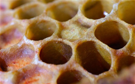 12. Trypophobia- sợ các lỗ