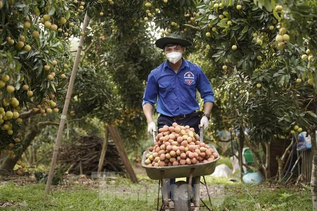 Đoàn viên hỗ trợ nông dân huyện Lục Ngạn thu hoạch vải thiều trong dịch COVID-19