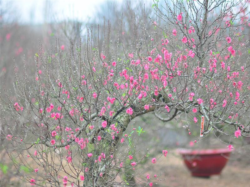 tChùm ảnh hoa đào nở sớm đón xuân ảnh 7 tChùm ảnh hoa đào nở sớm đón xuân ảnh 7