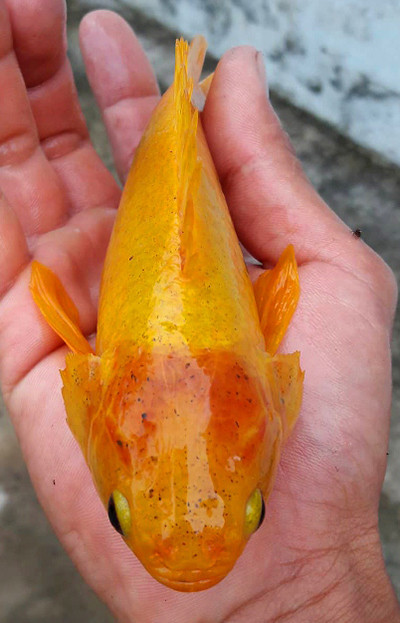 Cá rô vàng óng dính lưới nông dân miền Tây ảnh 1