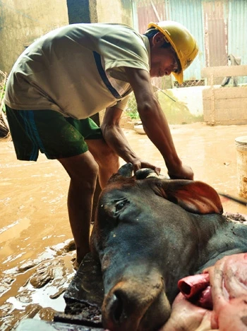 Hai con bò của ông Sang, xã Hành Tín Đông, bị dòng nước lũ nhấn chìm chết ngay trong nhà