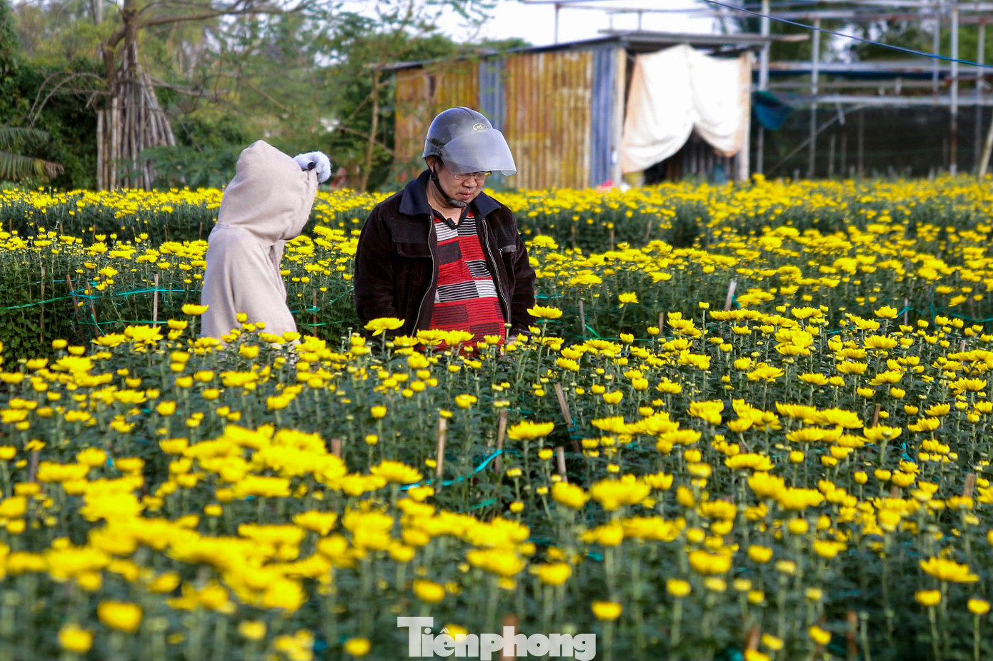 Mỗi chậu hoa có giá từ 250.000 đến 1 triệu đồng tùy vào kích thước.