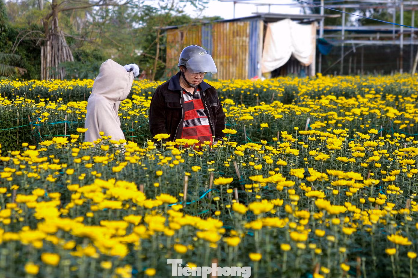 Mỗi chậu hoa có giá từ 250.000 đến 1 triệu đồng tùy vào kích thước.