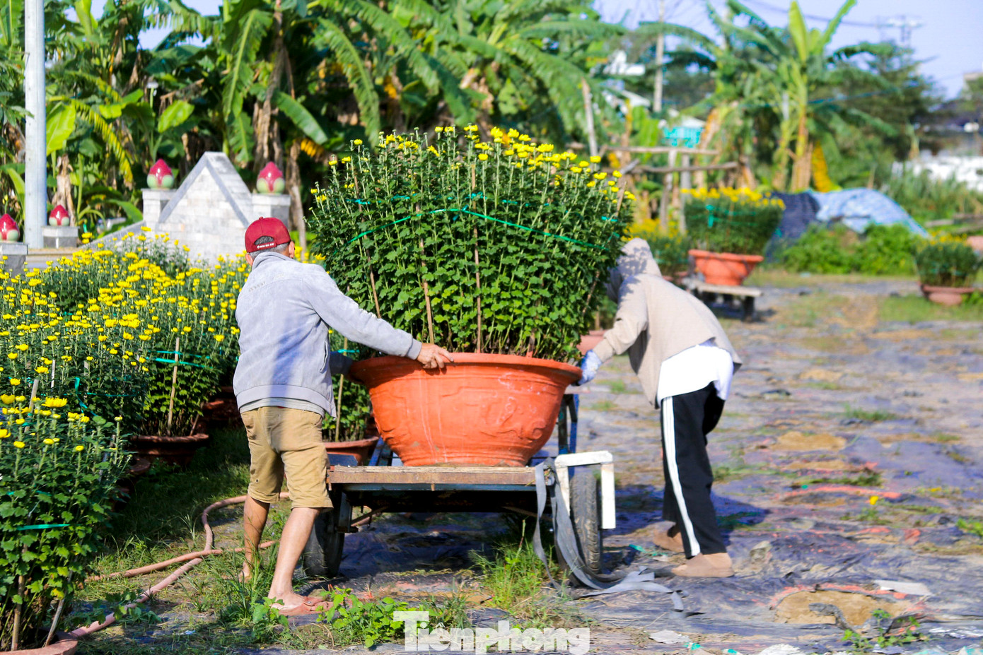 Công việc bốc vác, chở hoa thuê dịp Tết giúp nhiều người kiếm thu nhập tiền triệu mỗi ngày.