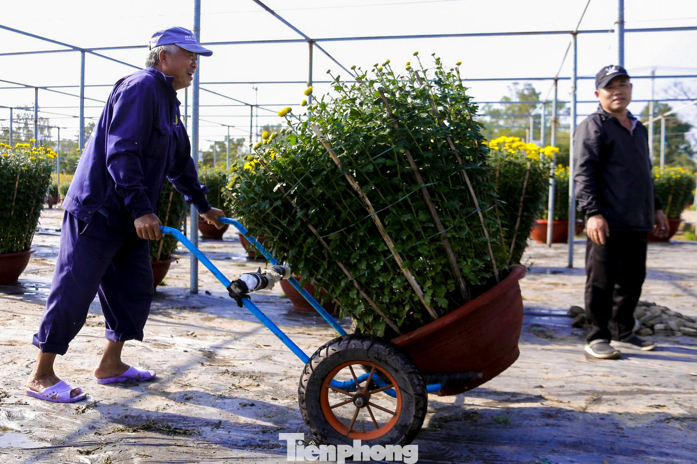 Chủ các vườn hoa cho biết, cứ đến gần Tết là làng hoa lại đông đúc, nhộn nhịp, xe cộ tấp nập từ sáng đến tối. Chỉ cần chậm một chút là không kịp giao hoa cho khách, nên ai cũng phải tranh thủ từng giờ để bốc hoa.