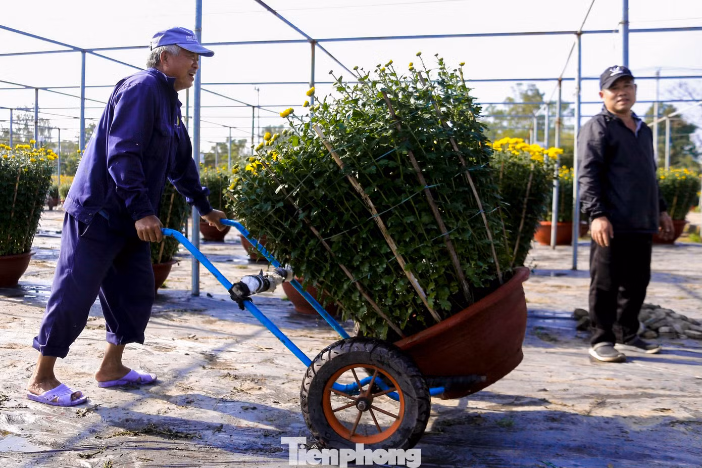 Chủ các vườn hoa cho biết, cứ đến gần Tết là làng hoa lại đông đúc, nhộn nhịp, xe cộ tấp nập từ sáng đến tối. Chỉ cần chậm một chút là không kịp giao hoa cho khách, nên ai cũng phải tranh thủ từng giờ để bốc hoa.