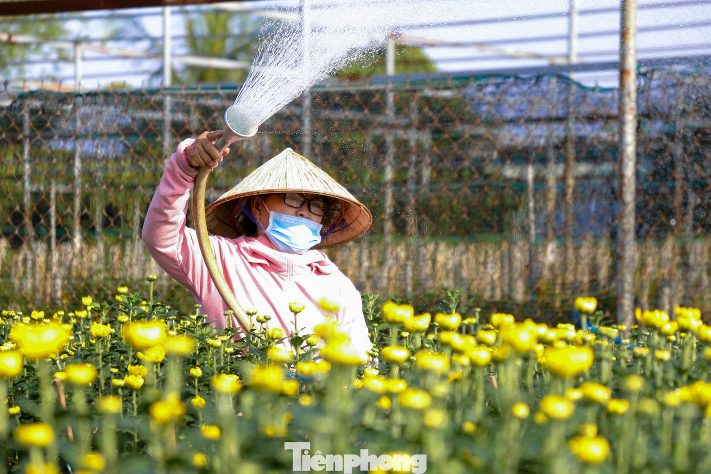 Bà Nguyễn Thị Thảo, chủ vườn hoa ở xã Hòa Châu, cho biết năm nay bà trồng 600 chậu cúc vàng và đã bán hơn một nửa. "Những ngày này, thương lái đến thu mua liên tục, dự kiến chỉ vài hôm nữa là vườn hoa sẽ được bán hết. Một nửa số hoa đã có chủ nên tôi rất vui."