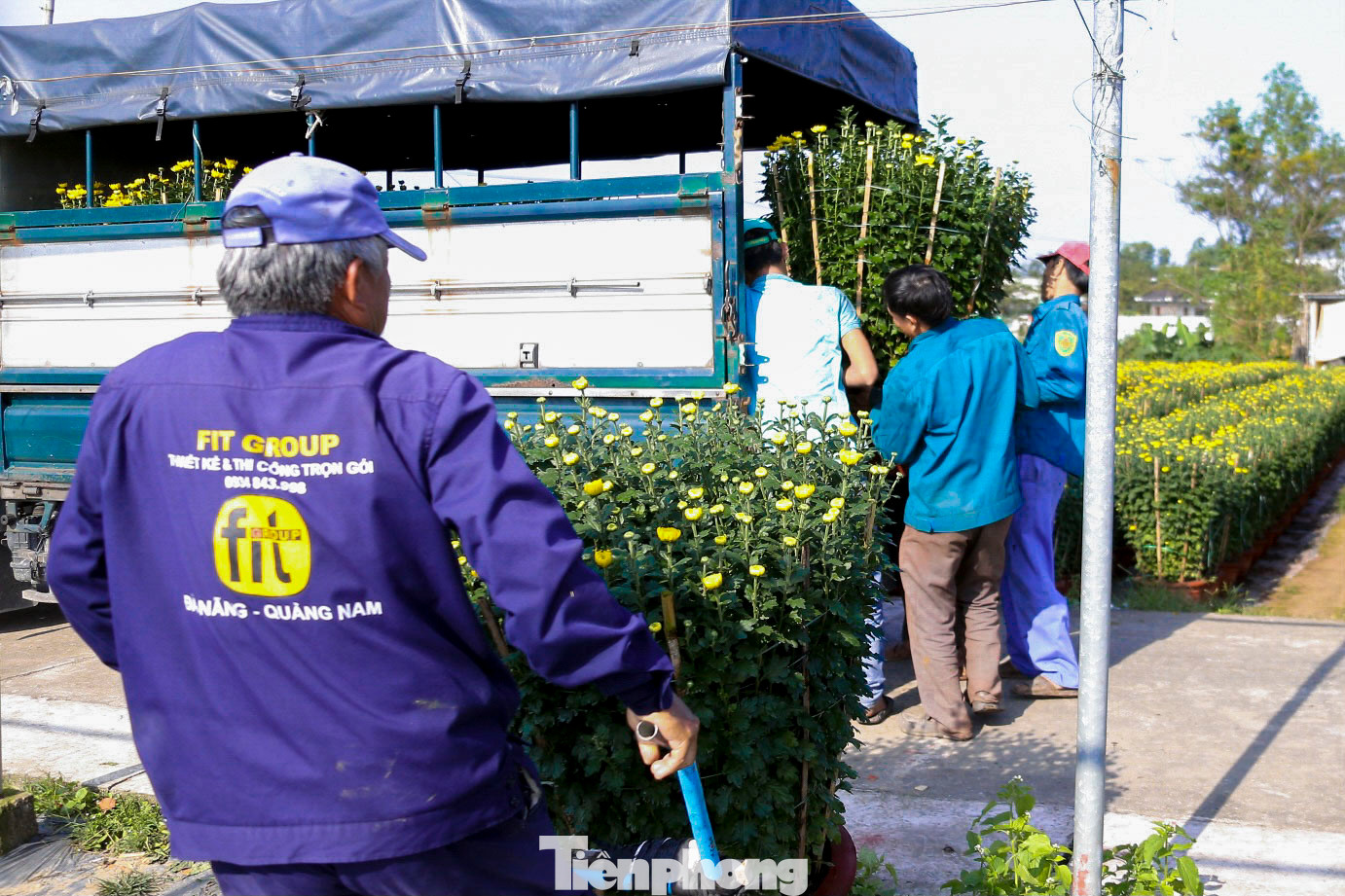 Nhiều nhà vườn tất bật xuất hàng để kịp cung ứng cho các chợ hoa lớn tại Đà Nẵng, Hội An, Huế và các tỉnh lân cận.