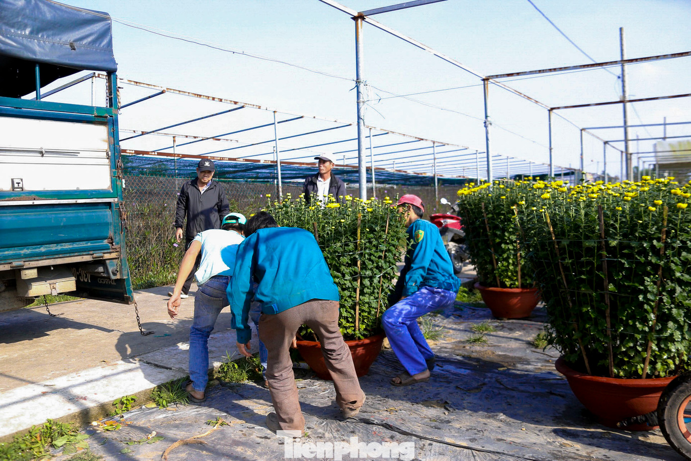 Từ sáng sớm, làng hoa đã rộn ràng tiếng xe cộ trên các con đường nhỏ dẫn vào từng vườn hoa. Những chiếc xe tải lớn nhỏ xếp hàng chất đầy các chậu hoa cúc vàng, vạn thọ, dạ yến thảo...để vận chuyển đến cho khách hàng kịp chơi Tết.