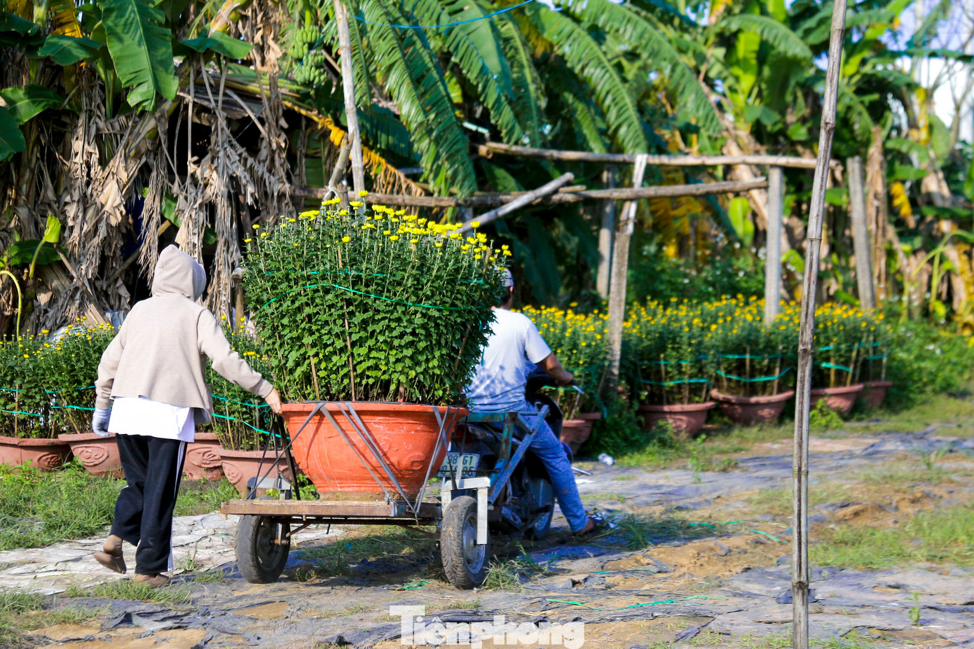 Công việc bốc vác, chở hoa thuê dịp Tết giúp nhiều người kiếm thu nhập tiền triệu mỗi ngày.