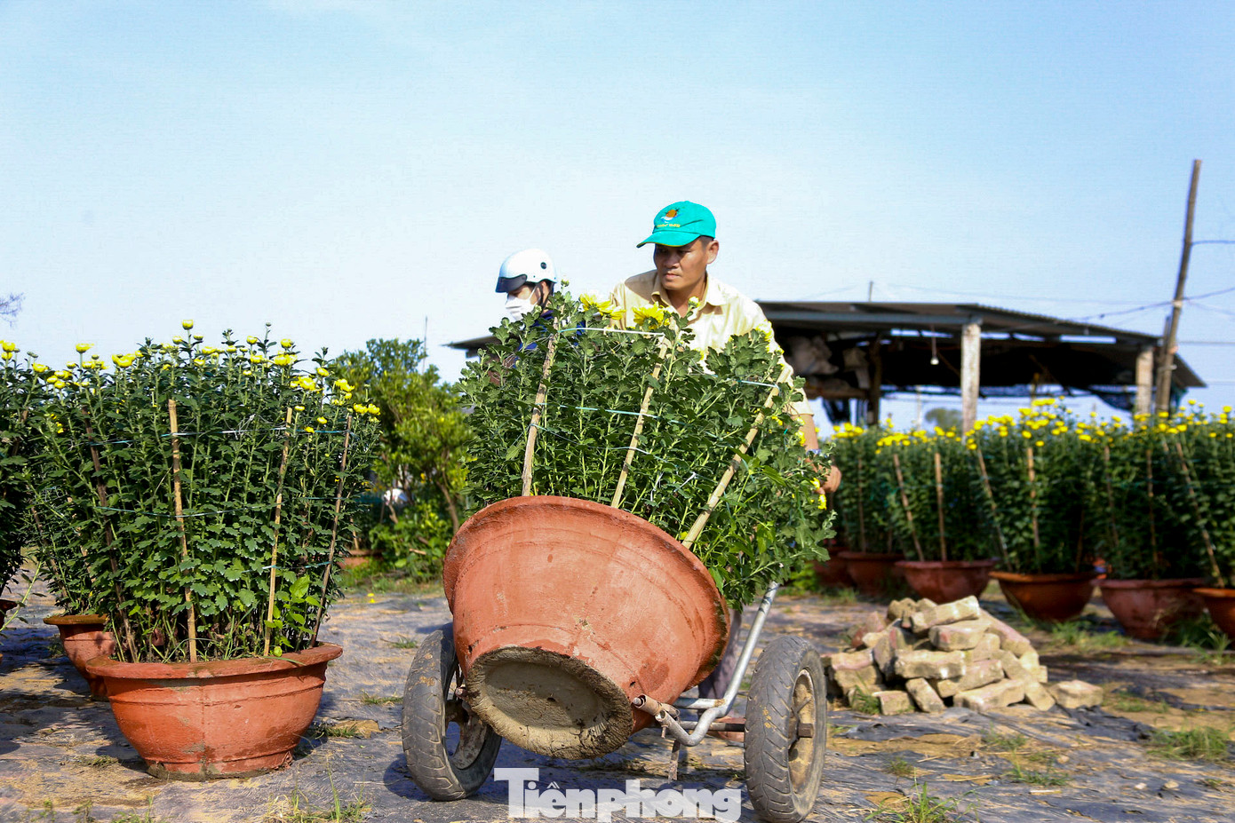 Nhiều nhà vườn tất bật xuất hàng để kịp cung ứng cho các chợ hoa lớn tại Đà Nẵng, Hội An, Huế và các tỉnh lân cận.