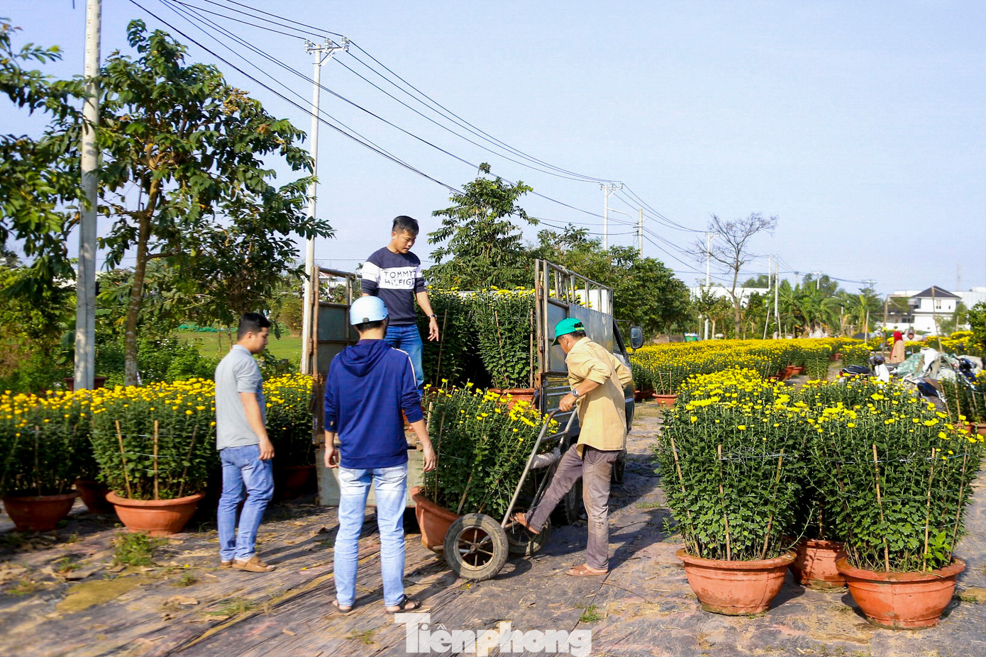 Từ sáng sớm, làng hoa đã rộn ràng tiếng xe cộ trên các con đường nhỏ dẫn vào từng vườn hoa. Những chiếc xe tải lớn nhỏ xếp hàng chất đầy các chậu hoa cúc vàng, vạn thọ, dạ yến thảo...để vận chuyển đến cho khách hàng kịp chơi Tết.