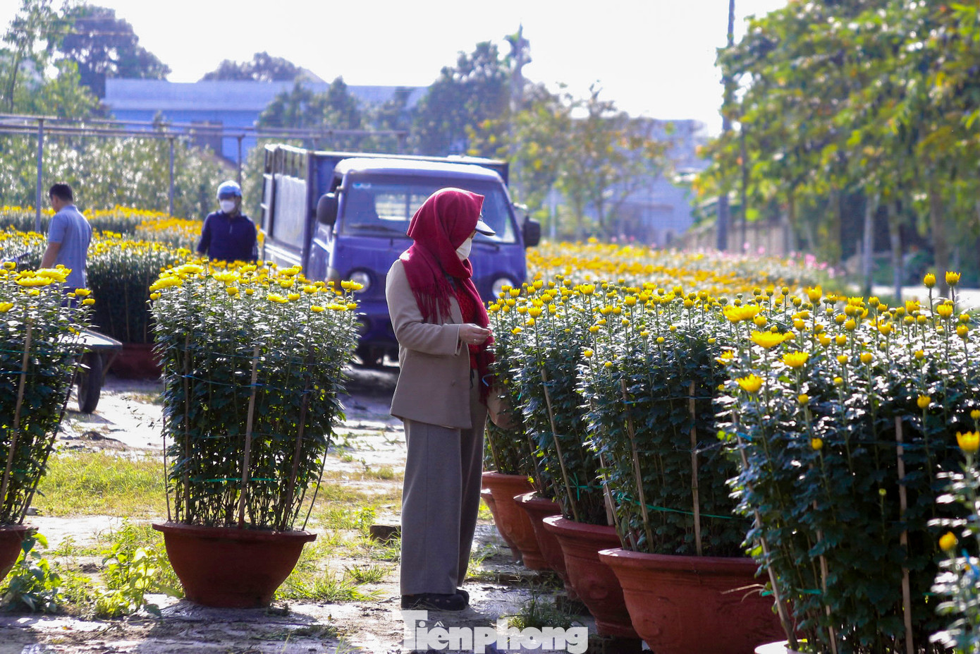 Mỗi chậu hoa có giá từ 250.000 đến 1 triệu đồng tùy vào kích thước.