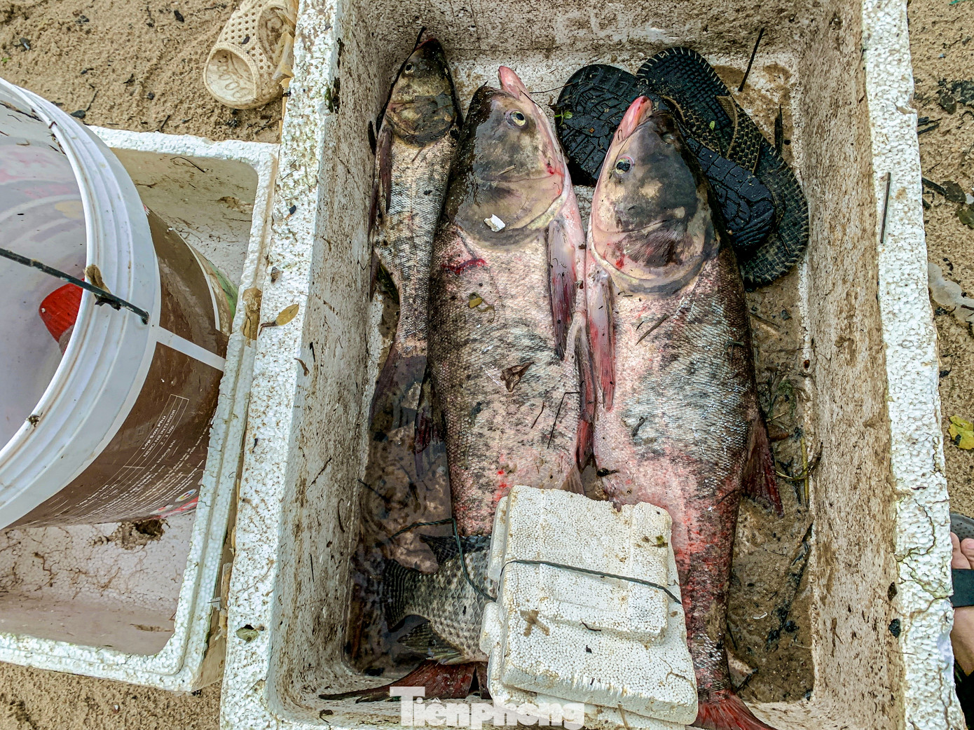 Nhiều cá lớn như cá mè, cá rô phi... từ các ao, hồ đổ về đã sa lưới.