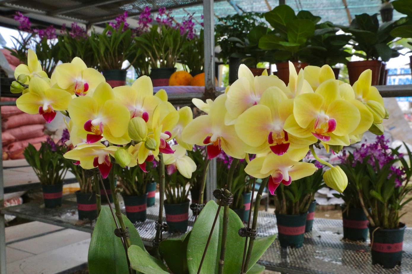 Những chậu hoa lan cũng đã nở rộ đủ sắc màu.
